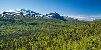 Norwegischer Wald