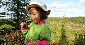 Mädchen aus Norwegen pflückt Heidelbeeren