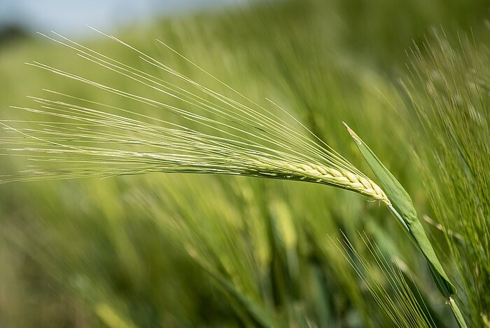 Niedersachsen Landwirtschaft Gerste