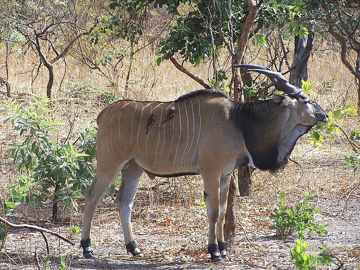 Riesen-Elenantilope mit Vögeln