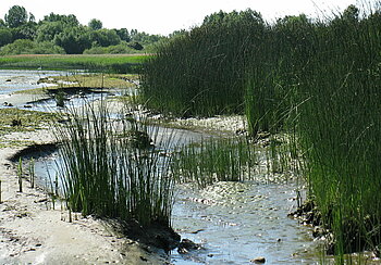 Schweinesand und Neßsand