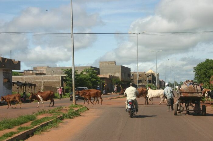 Rinder in Bamako