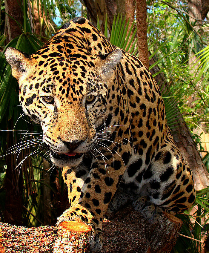 Jaguar in Belize