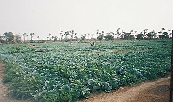 Feld in Gambia