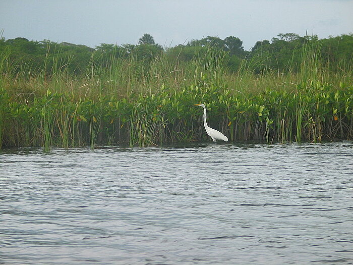 Black River, Jamaika