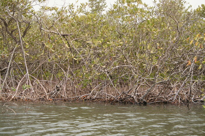 Mangroven im Saloum-Nationalpark