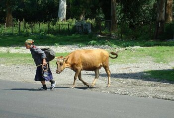 Bäuerin mit ihrer Kuh in Georgien
