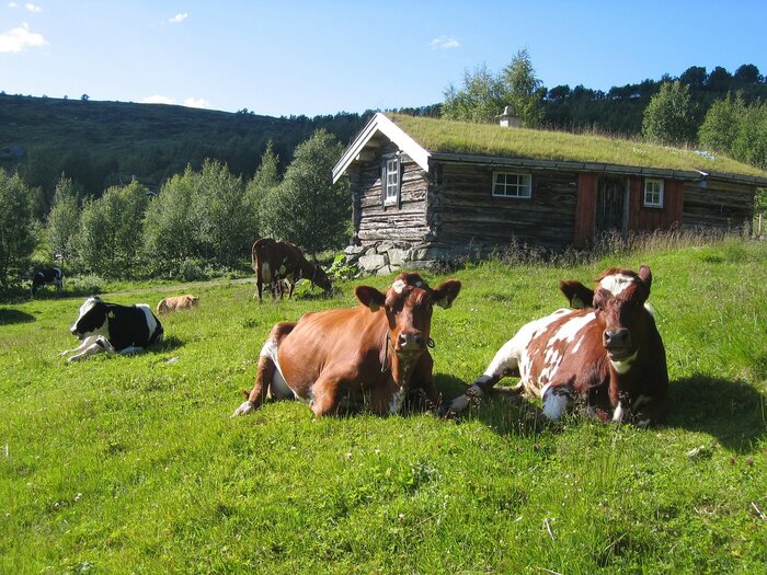 Kühe in Norwegen