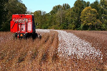 Landwirtschaft USA Baumwollernte in den USA