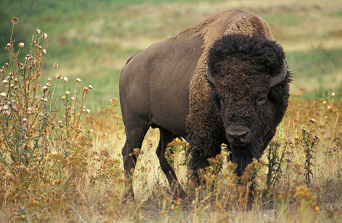 Amerikanischer Bison