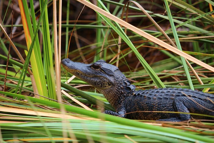 Alligator in den Everglades