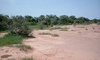 Tigerbuschlandschaft in Burkina Faso
