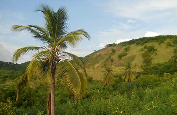 Palmen in Haiti