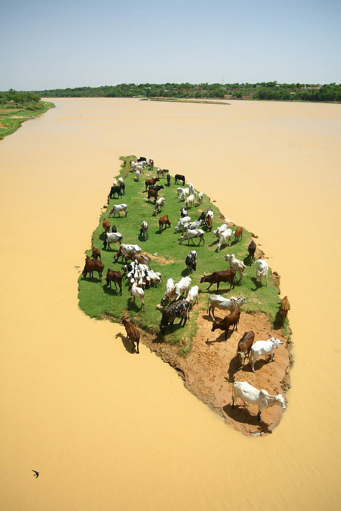 Grasendes Vieh auf einer Flussinsel im Niger bei Niamey