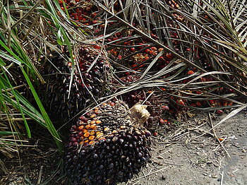 Früchte der Ölpalme