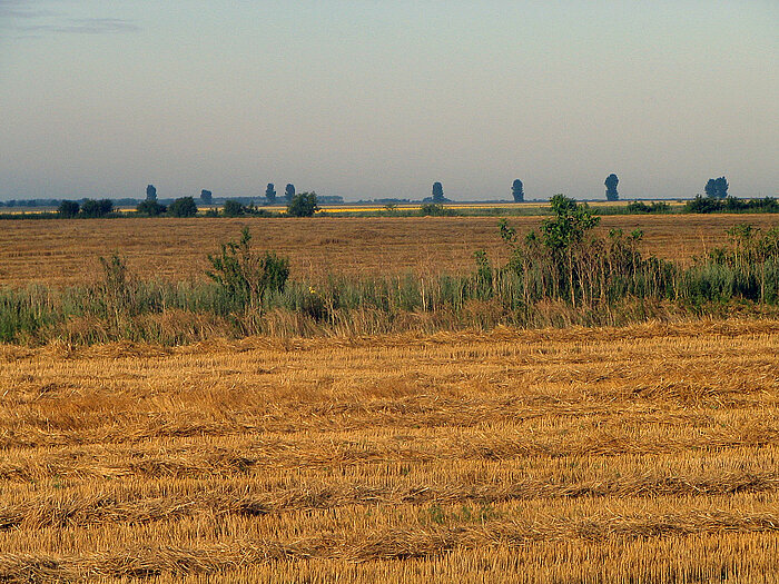 Steppe in der Walachei im Süden von Rumänien