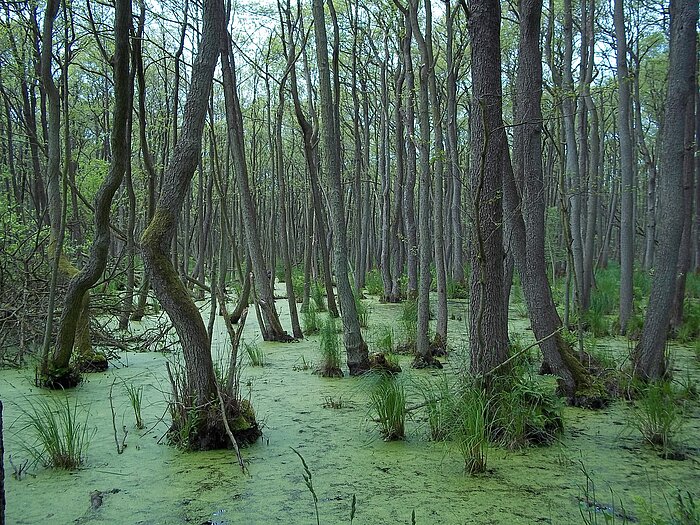 Everglades in Florida