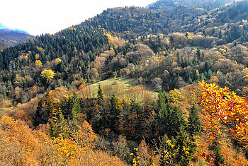 Bäume im Trialeti-Gebirge