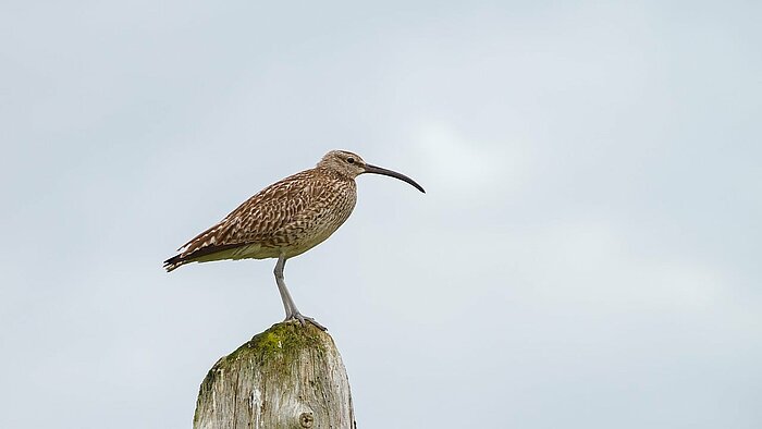 Brachvogel in Island