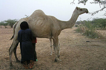 Melken eines Kamels bei den Tuareg in Niger