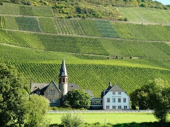 Weinanbau Rheinland-Pfalz