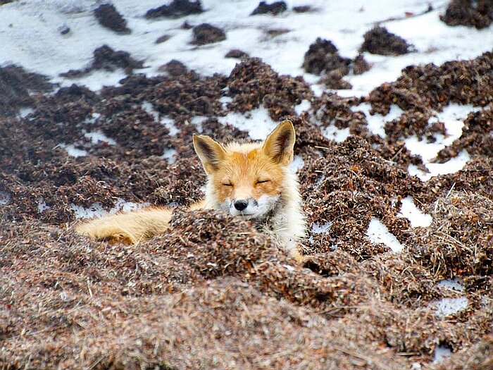 Rotfuchs in Alaska