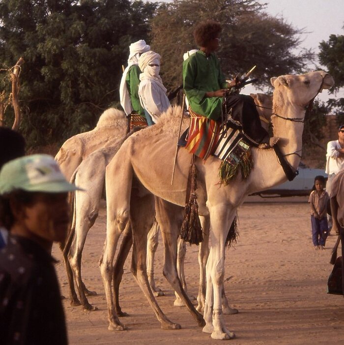 Tuareg mit Dromedaren in Agadez, Niger