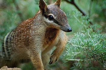 Numbat, Ameisenbeutler