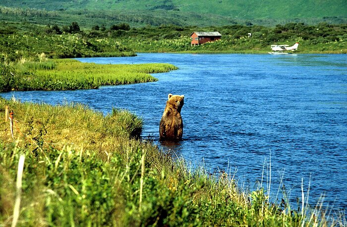 Grizzlybär im Wasser in Alaska