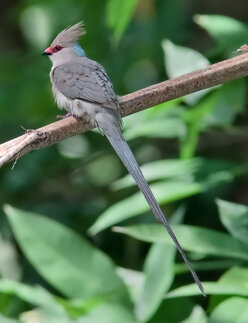 Vögel in Burkina Faso