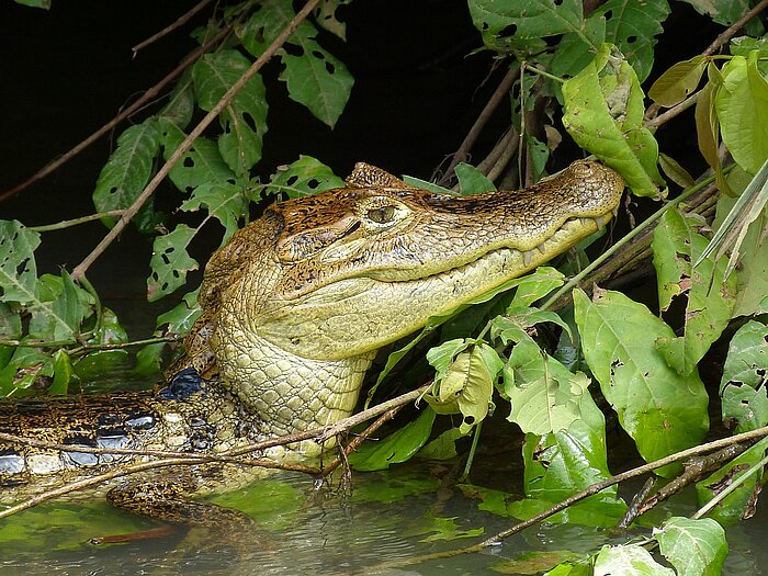 Krokodil in Costa Rica