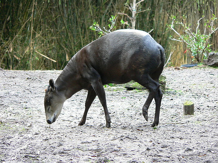 Gelbrückenducker