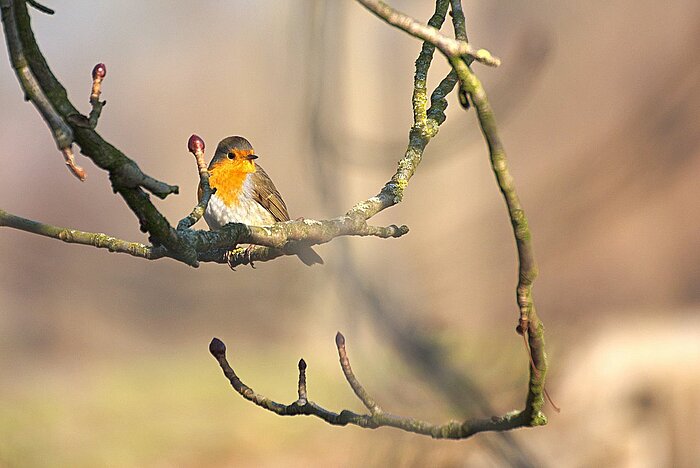 Rotkehlchen im Biosphärenreservat Mittelelbe