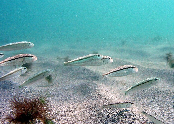 Rotbarben im Schwarzen Meer