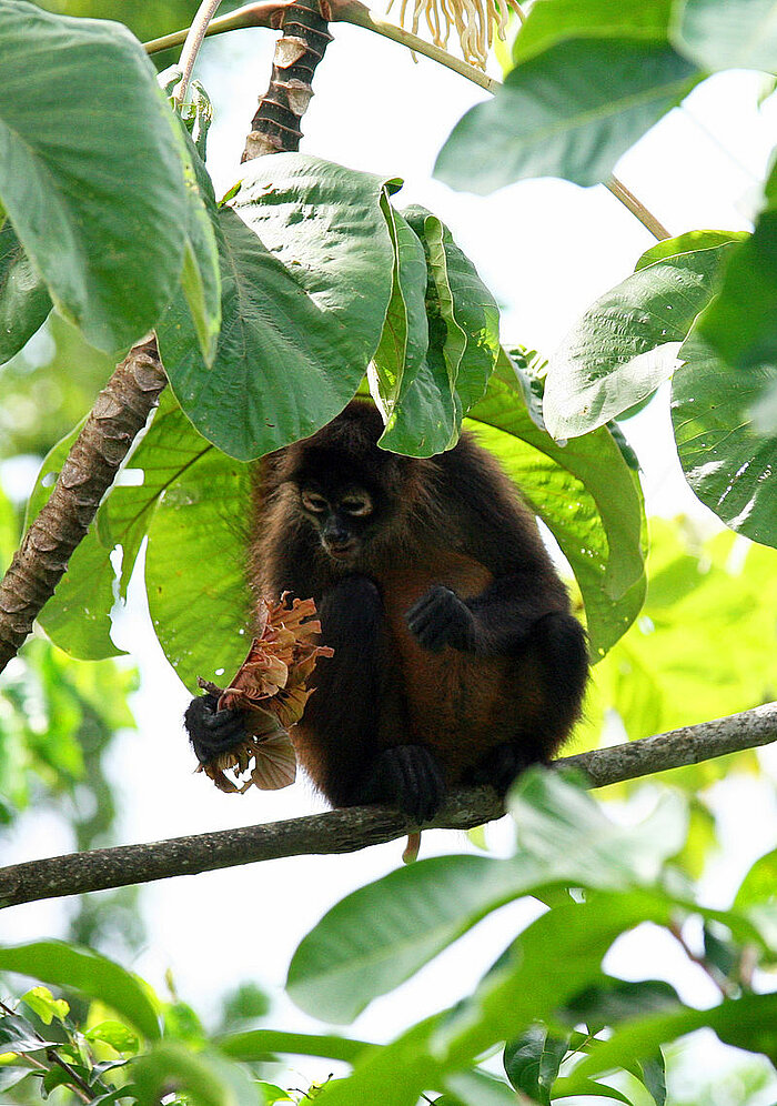 Klammeraffe in Nicaragua