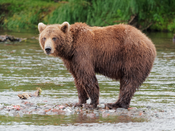 Braunbär aus Russland