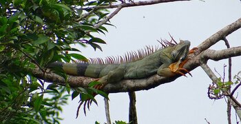 Grüner Leguan in Costa Rica