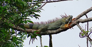 Grüner Leguan in Costa Rica