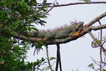 Grüner Leguan in Costa Rica