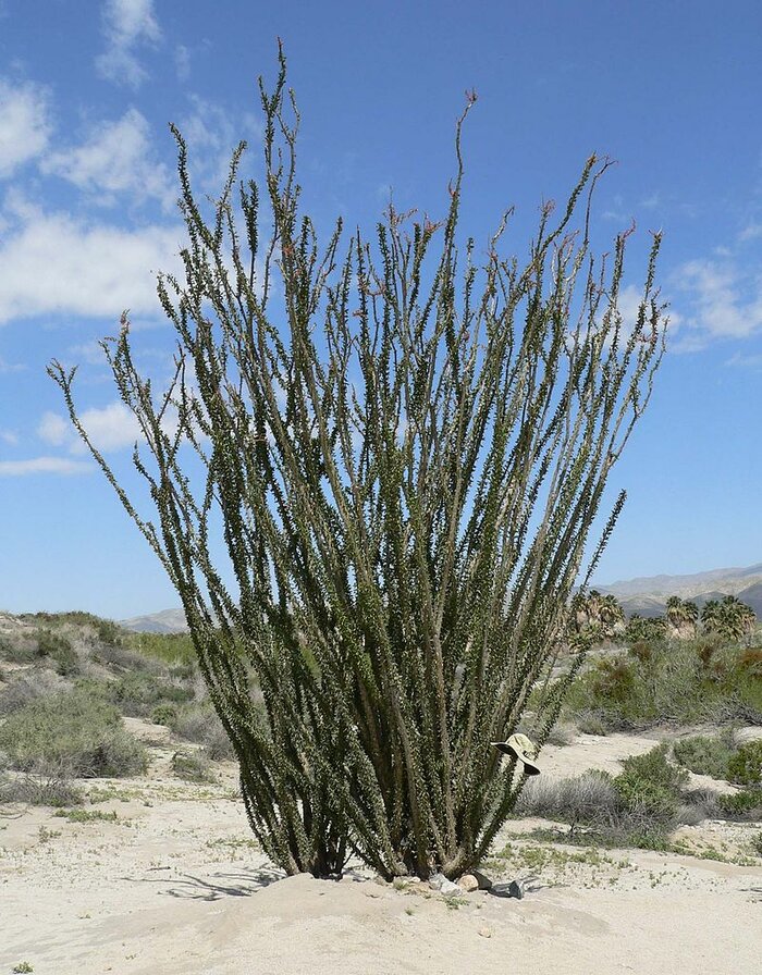 Ocotilla-Kaktus