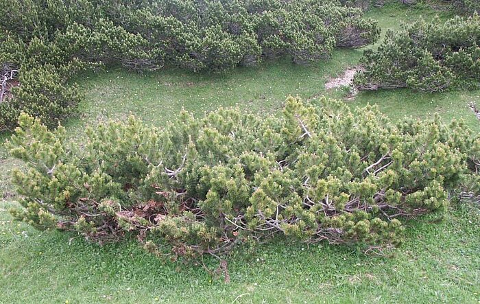 Bergkiefer in der Steiermark