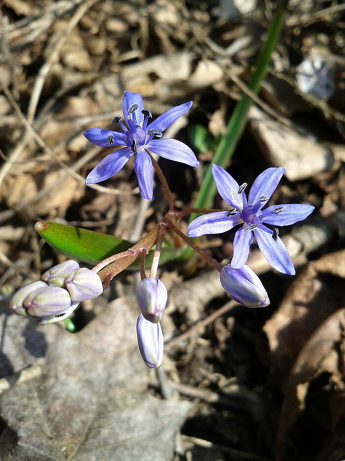 Wien-Blaustern