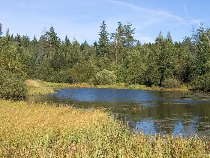 Wald und Sumpf bei Minsk