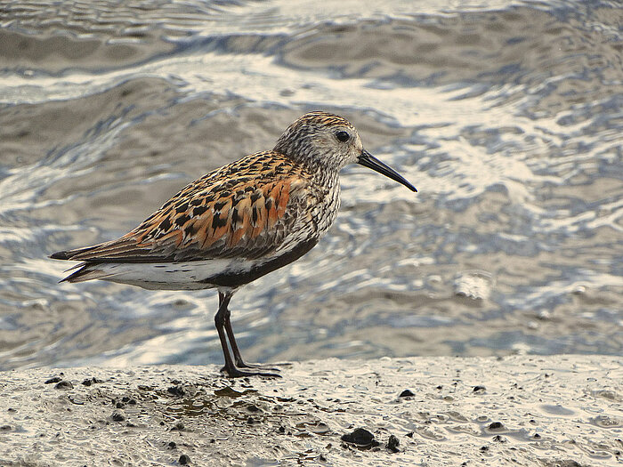 Alpenstrandläufer in Riga