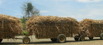 Transport von Zuckerrohr in Panama