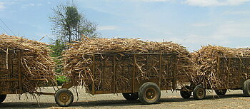 Transport von Zuckerrohr in Panama