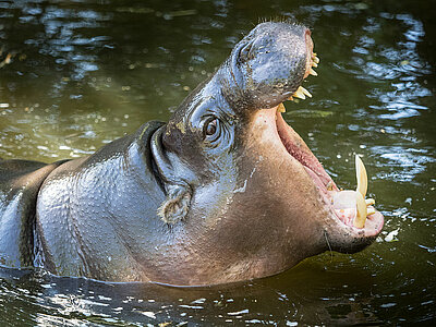 Liberia Tiere