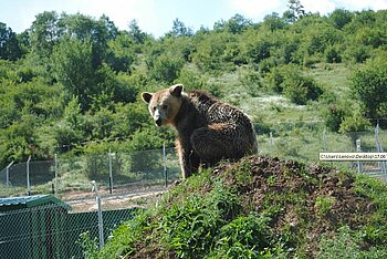 Braunbär im Kosovo