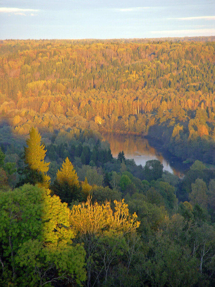 Wald im Gauja-Nationalpark in Lettland