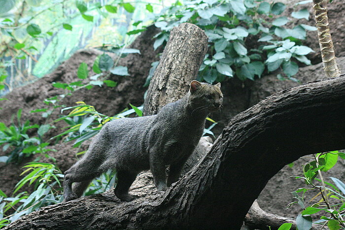 Jaguarundi in El Salvador